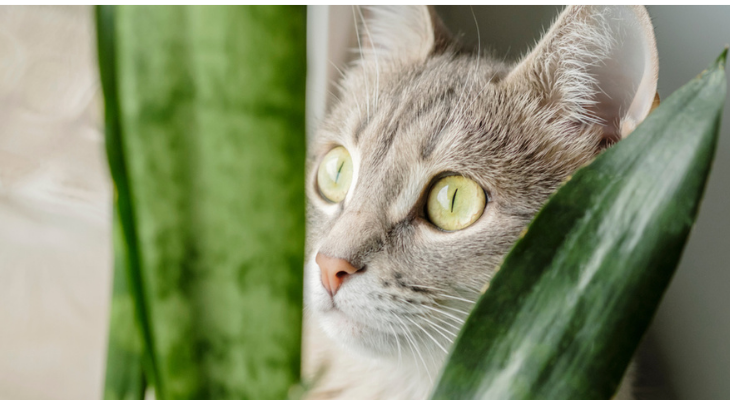 Cat-Safe House Plants