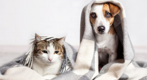 Human vs Pet Medications: Why You Should Never Share Medicine with Your Pets